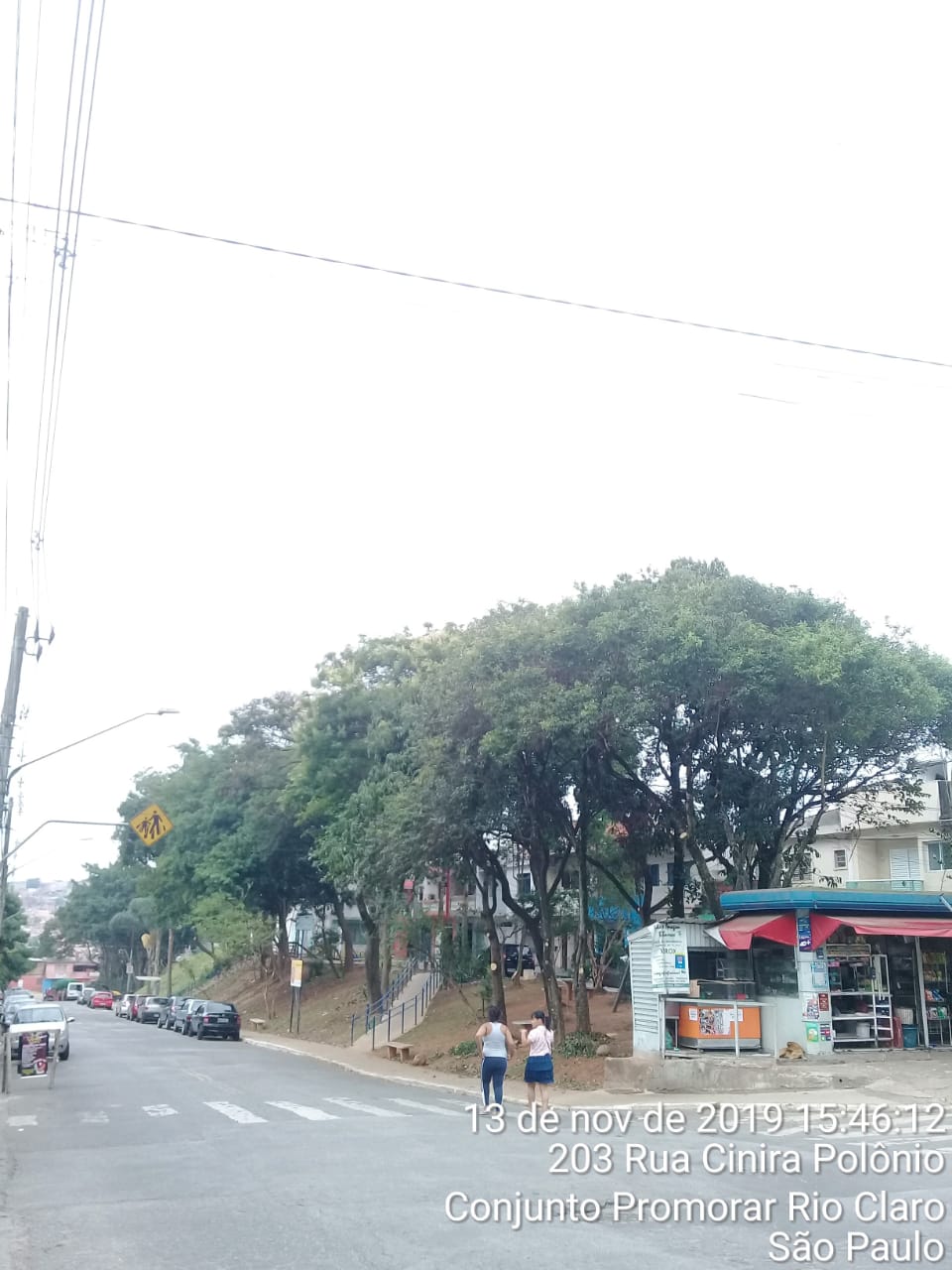 Árvores no canteiro de uma rua com seus galhos podados.